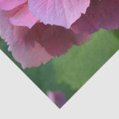 Pink Pompom Hydrangea Hortensia Blume Seidenpapier (Detail)