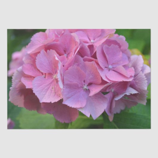Pink Pompom Hydrangea Hortensia Blume Seidenpapier (Vorderseite)