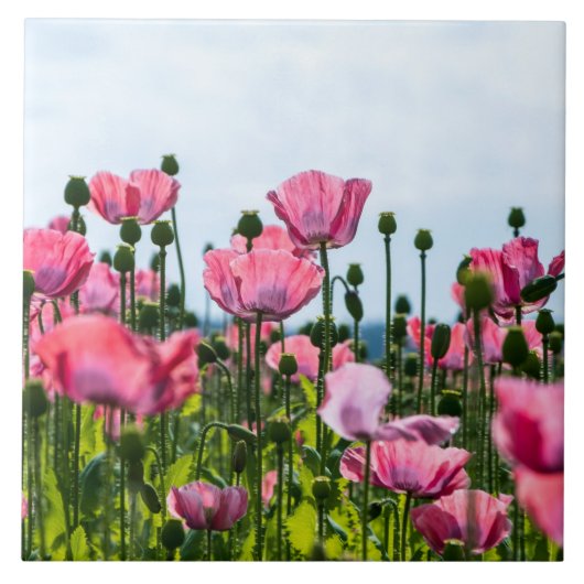 Pink Poppies Fliese (Vorderseite)