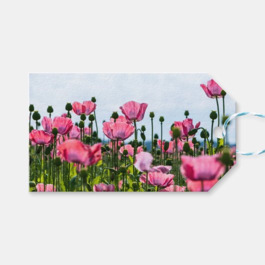 Pink Poppies Geschenkanhänger (Vorderseite (Horizontal))