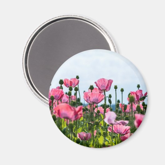 Pink Poppies Magnet (Vorderseite/Rückseite)