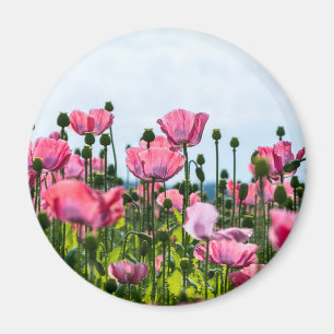 Pink Poppies Magnet