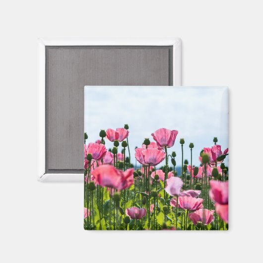 Pink Poppies Magnet (Vorderseite/Rückseite)