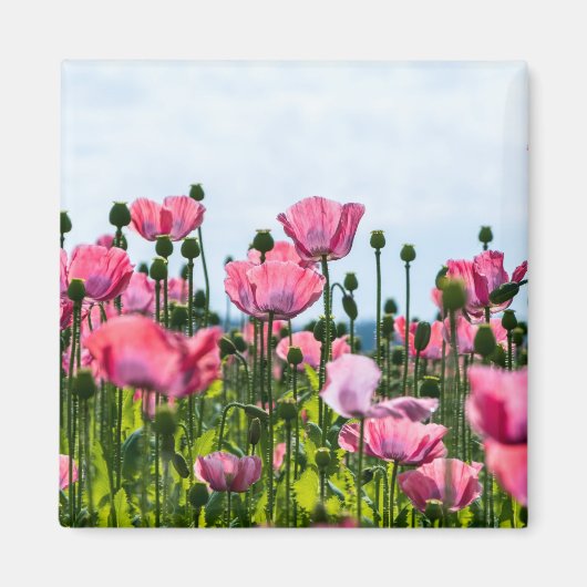 Pink Poppies Magnet (Vorne)