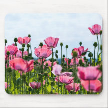Pink Poppies