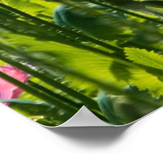Pink Poppies Poster (Ecke)