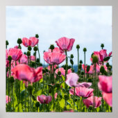 Pink Poppies Poster (Vorne)