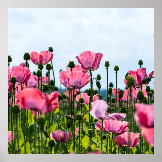 Pink Poppies Poster (Vorne)