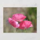 Pink Poppies Postkarte (Vorderseite)