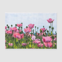 Pink Poppies