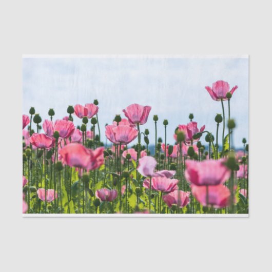 Pink Poppies Seidenpapier (Vorderseite)