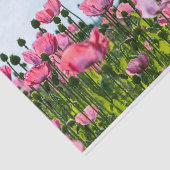 Pink Poppies Seidenpapier (Ausschnitt)