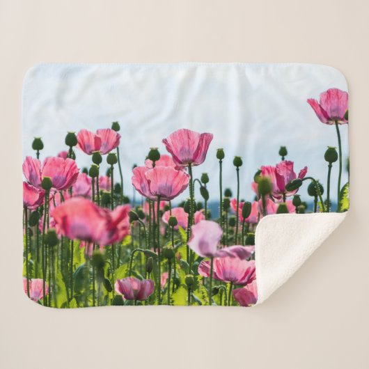 Pink Poppies Sherpadecke (Vorderseite (Horizontal))
