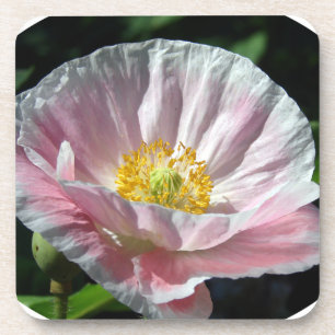 Pink Poppy Blume Untersetzer