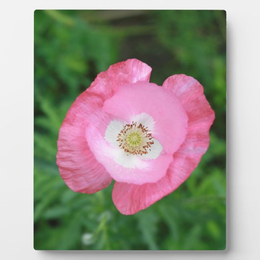 Pink Poppy Fotoplatte (Vorderseite)