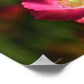 Pink Poppy in der Sonnenscheinfotografie Poster (Ecke)