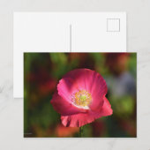 Pink Poppy in der Sonnenscheinfotografie Postkarte (Vorne/Hinten)