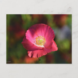 Pink Poppy in der Sonnenscheinfotografie Postkarte