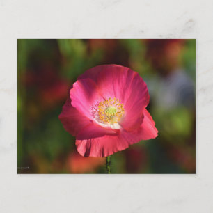 Pink Poppy in der Sonnenscheinfotografie Postkarte