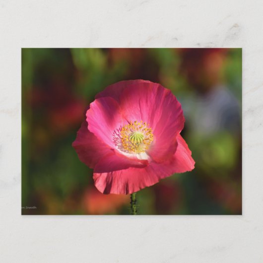 Pink Poppy in der Sonnenscheinfotografie Postkarte (Vorderseite)