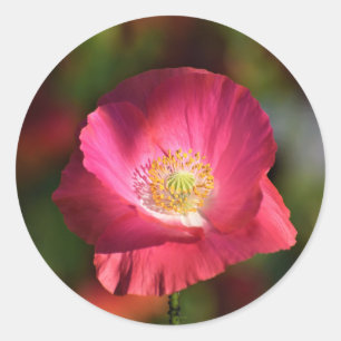 Pink Poppy in der Sonnenscheinfotografie Runder Aufkleber