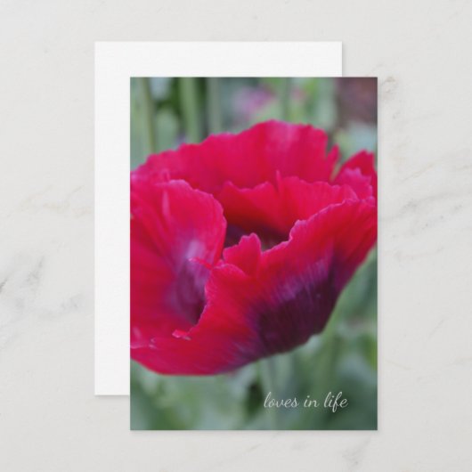 Pink Poppy Mitteilungskarte (Vorne/Hinten)