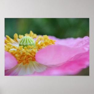 Pink Poppy Nah up Fotografien drucken Poster