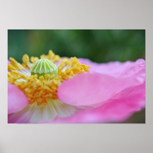 Pink Poppy Nah up Fotografien drucken Poster (Vorne)