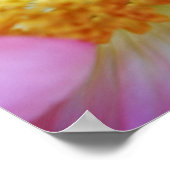 Pink Poppy Nah up Fotografien drucken Poster (Ecke)