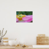 Pink Poppy Nah up Fotografien drucken Poster (Küche)