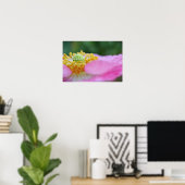 Pink Poppy Nah up Fotografien drucken Poster (Heimbüro)