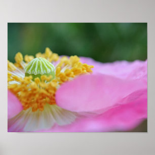 Pink Poppy Nah up Fotografien drucken Poster