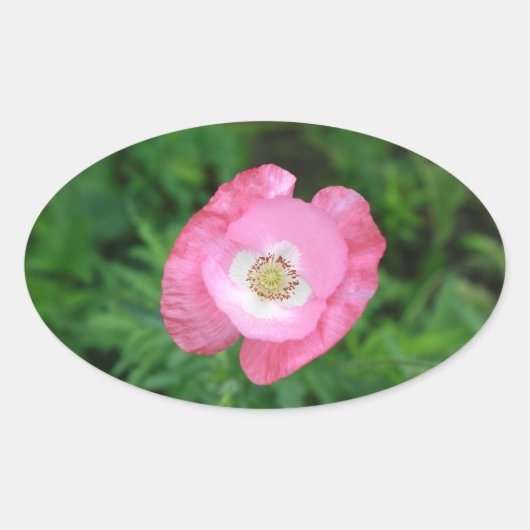 Pink Poppy Ovaler Aufkleber (Vorderseite)