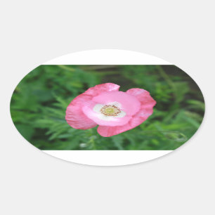 Pink Poppy Ovaler Aufkleber