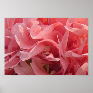 Pink Poppy Petals Poster