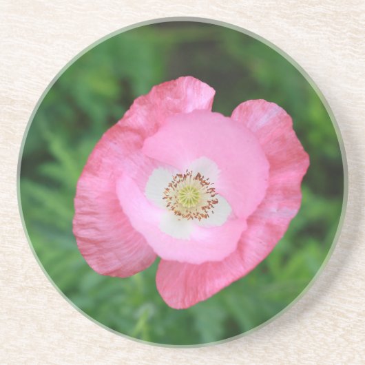 Pink Poppy Sandstein Untersetzer (Vorne)
