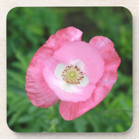 Pink Poppy Untersetzer (Vorderseite)