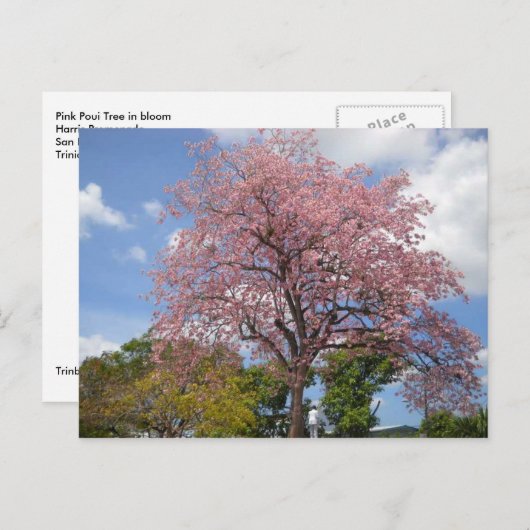 Pink Poui Tree on Harris Promenade San Fernando Postkarte (Vorne/Hinten)
