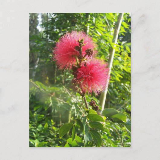 Pink Powder Puff Postkarte (Vorderseite)