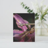 Pink Praying Mantis Postkarte (Stehend Vorderseite)