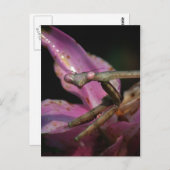 Pink Praying Mantis Postkarte (Vorne/Hinten)