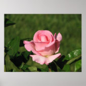 Pink Promise Hybrid Tea Rose 132 Poster (Vorne)