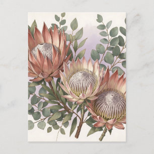 Pink Protea Eukalyptus Botanische Anordnung  Postkarte