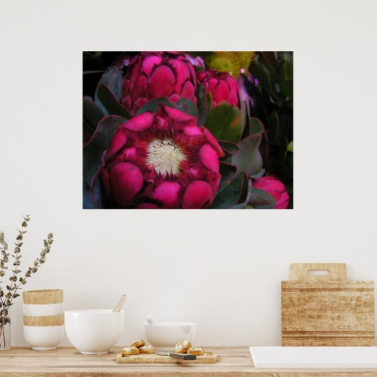 Pink Protea Poster (Küche)