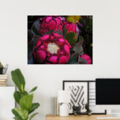 Pink Protea Poster (Heimbüro)