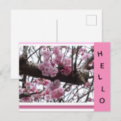 Pink Prunus Blossoms HELLO Postkarte (Vorne/Hinten)