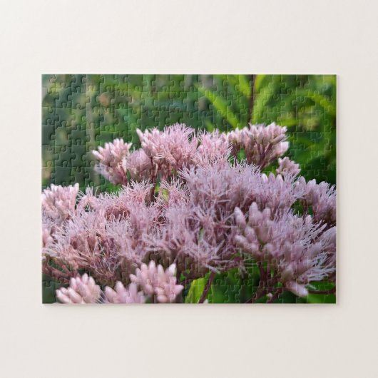Pink Pye Weed Lens Puzzle (Horizontal)