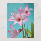 Pink Rain Lilies Fotografy Floral Aqua Blue Postkarte (Vorderseite)