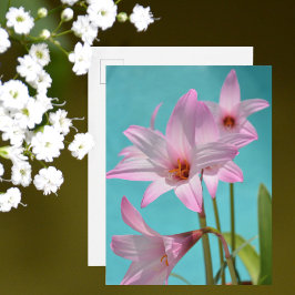 Pink Rain Lilies Fotografy Floral Aqua Blue Postkarte