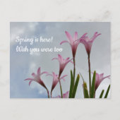 Pink Rain Lilies Springtime Vermisst Sie Postkarte (Vorderseite)
